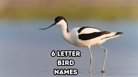 Six Letter Bird Names