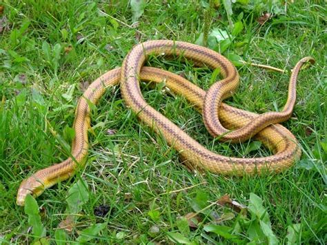 Eastern Rat Snake (Reptiles of Alabama) · iNaturalist