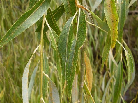 Weeping_Willow_leaf - Halalop