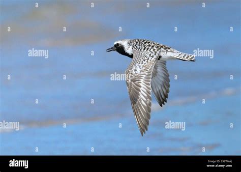 Black-bellied plover (Pluvialis squatarola) flying over the ocean coast ...