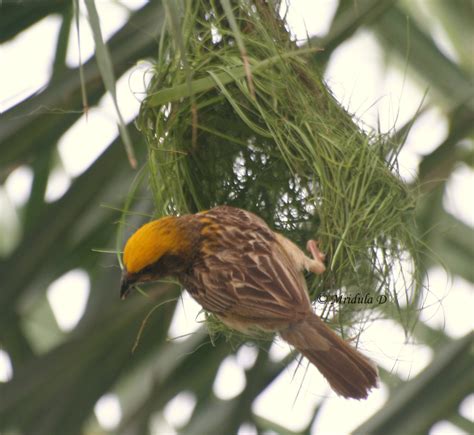 Weaver Bird or Baya as it is Known in Hindi – Travel Tales from India and Abroad