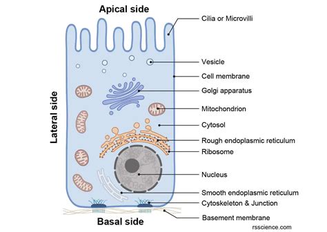 Epithelium - Definition, Characteristics, Cell Structures, Types, and ...