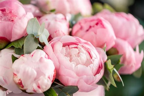 What Color Do Peonies Come In? (Essential Guide) - Petal Republic