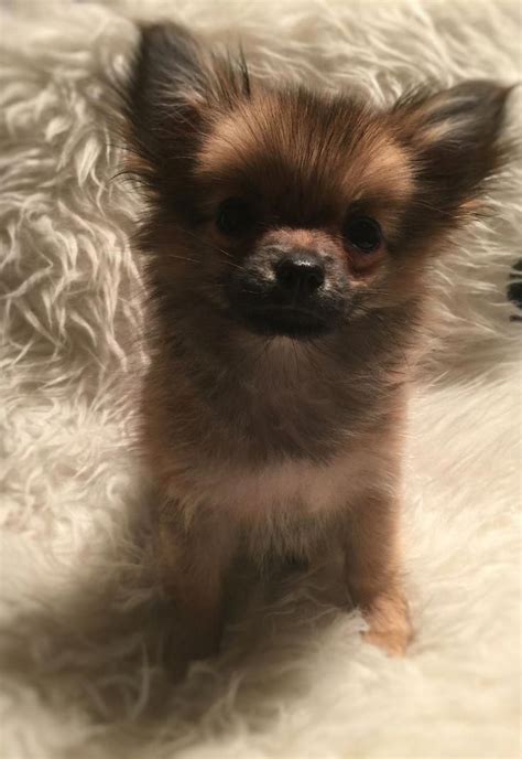 Pomeranian Puppy | Pomeranian chihuahua mix, Puppies, Pomeranian puppy