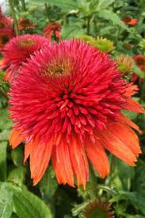 50 Double Orange Coneflower Seeds Echinacea Perennial Flowers | Etsy