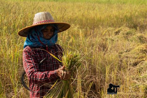 Rice Harvesting Cambodia