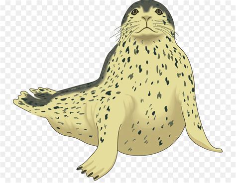 Seal clipart leopard seal, Seal leopard seal Transparent FREE for ...