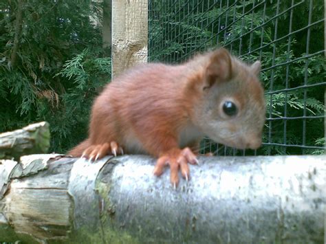 Baby Red Squirrel | Baby Red Squirrel at the British Wildlif… | Russell Howard | Flickr