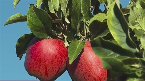 Apple harvest gets unplanned boost