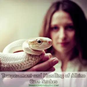 Albino Corn Snakes: Care, Appearance & Health