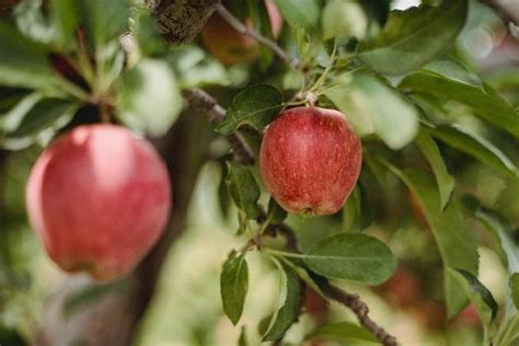 Apple: 6 Indian apple varieties & its health benefits