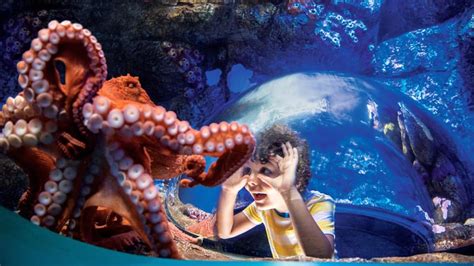 SeaWorld San Diego tickets, prices, discounts, animals, shows & rides