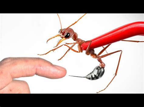 Bulldog Ant Sting: How Painful Is It? | SchoolTube