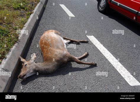 Deer killed on side of road, Dead deer on road, roadkill, Britain UK ...