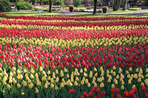 2020 Visit Keukenhof Tulip and Flower Gardens, South Holland