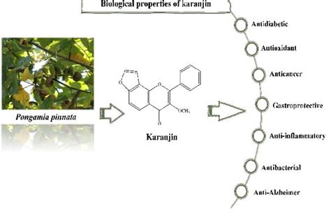 Molecules of Interest – Karanjin – A Review | Pharmacognosy Journal