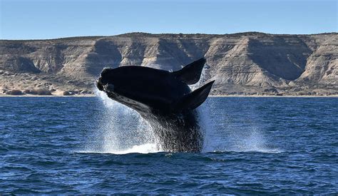 10 key facts about the Southern Right whale and why it’s important to protect their habitat ...