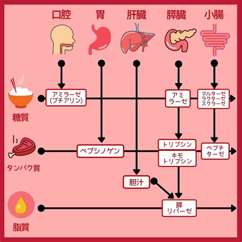 アミラーゼ（あみらーぜ）の単語を解説｜ナースタ