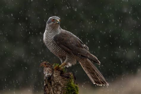 220+ Juvenile Northern Goshawk Stock Photos, Pictures & Royalty-Free Images - iStock