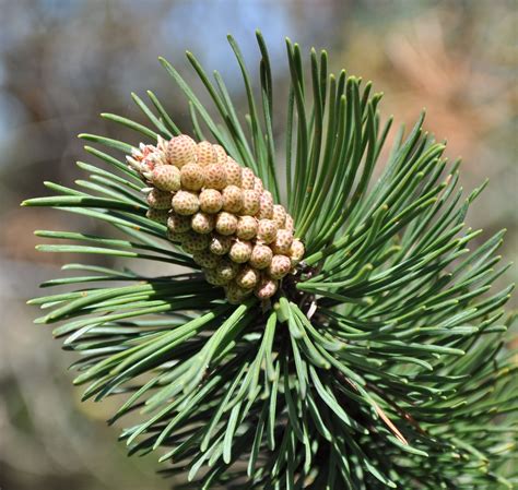 Mugo Pine | Small Tree Seedling – SequoiaTrees.com