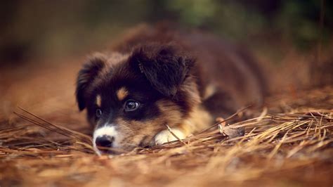 German Shepherd Puppies Wallpaper - Wallpaper, High Definition, High Quality, Widescreen