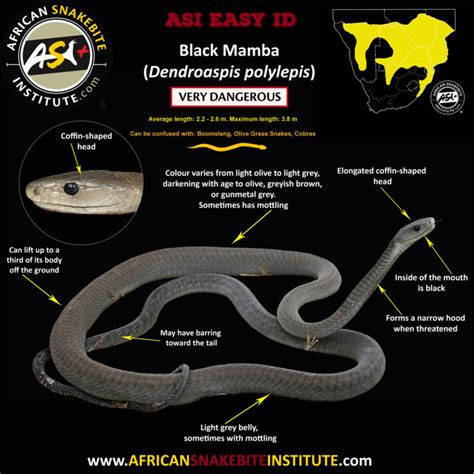 True facts about the Black Mamba - African Snakebite Institute