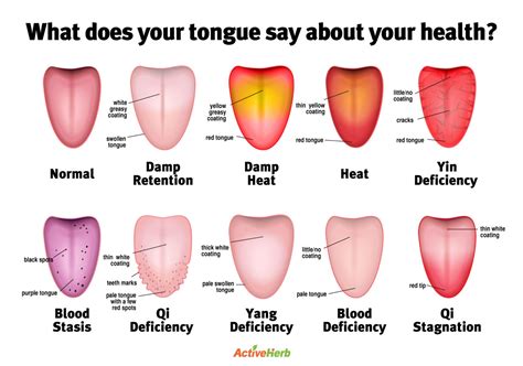 Diagram Of The Tongue