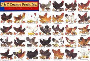 Chickens – Chart of Breeds