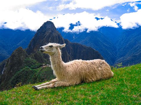 File:Machu Picchu Llama 2.jpg - Wikimedia Commons