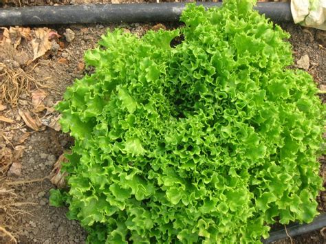 Lettuce varieties | Sustainable Market Farming