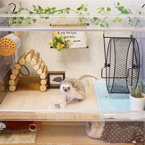 How To Choose The Best House For Your Pet Hedgehog | Hedgehog pet cage, Hedgehog pet, Hedgehog cage