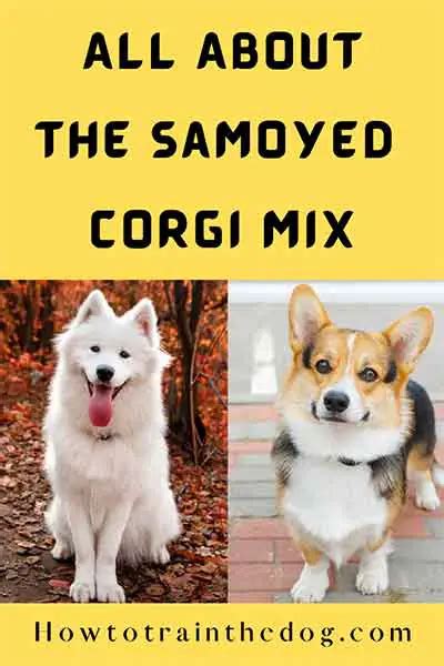 All About The Samoyed Corgi Mix (Corgoyed) With Pictures