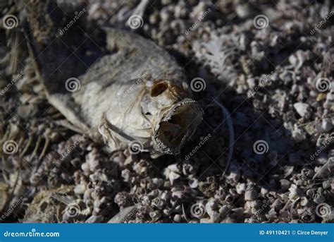 Screaming Dead Fish stock image. Image of dead, polluted - 49110421