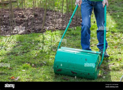 Man passing the grass roller at the end of winter. The weight of the ...