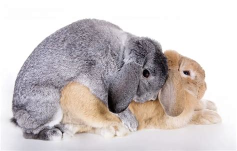 What You Need to Do When Your Rabbit Is On Its Gestation Period? | Here Bunny