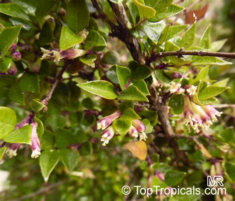 Lonicera nitida , Box Honeysuckle