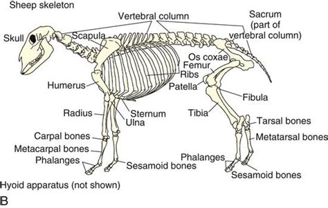 Ovine and Caprine Husbandry | Veterian Key | Sheep, Animal anatomy, Anatomy