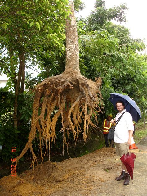 How Deep Do Tree Roots Really Grow? | DeepRoot Blog