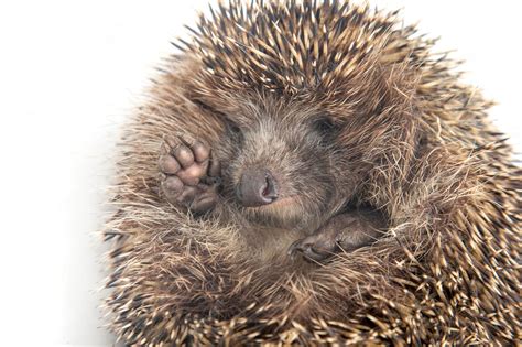 Premium Photo | Erinaceus europaeus. common european hedgehog on a white background