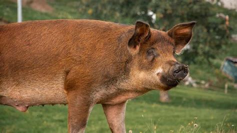 6 Best Pig Breeds for Meat in the World | Sam's Alfresco Coffee