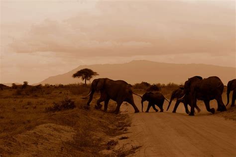 Free photo: Elephants, Crossing, Road, Baby - Free Image on Pixabay - 2841