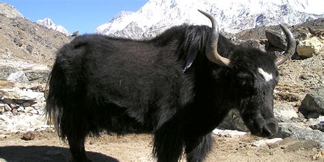 Top 10 Magnificent Himalayan Animals - Peak Adventure Tours