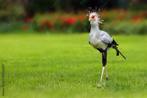 The secretarybird or secretary bird (Sagittarius serpentarius ...