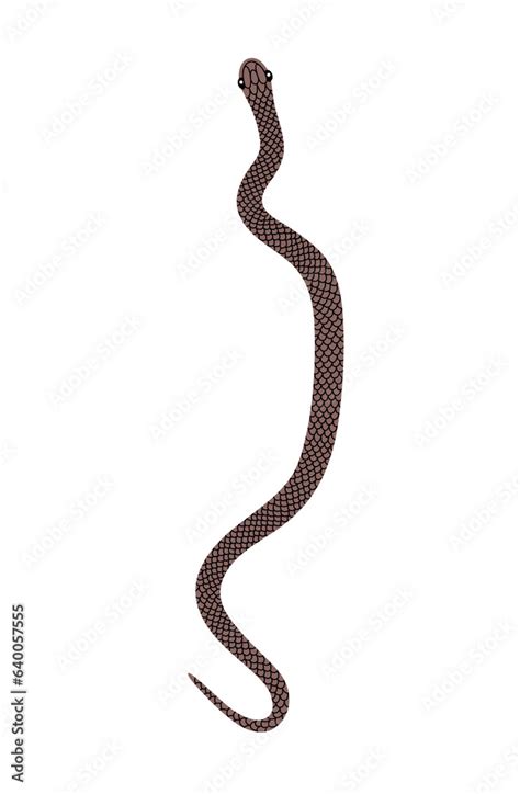 Vector hand-drawn illustration of brown Snake top view. Isolated on ...