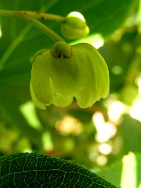 Flowers on the miniature / cocktail Kiwi vine. Self pollinating and frost hardy down to -15 ...