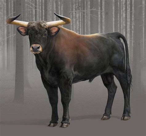 7. Aurochs: a very large type of cattle (extinct since 1627) | Extinct animals, Ancient animals ...