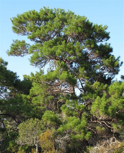 17 Common Types of Pine Trees in Georgia - ProGardenTips