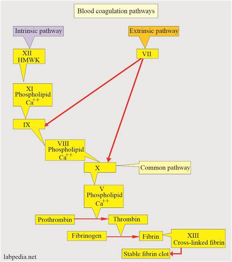 Coagulation:- part 5 - INR (International Normalized Ratio), PT and PTT - Labpedia.net