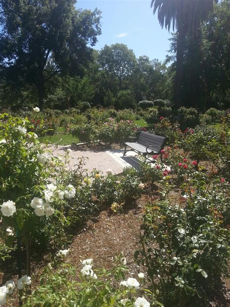 Parenting and Living Our Way: McKinley Park Rose Garden