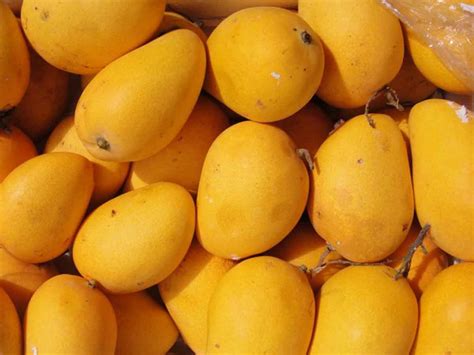 Mango---King of fruits---loved by kings and commoners